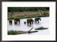 Adult Elephants with Young Crossing River