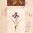 Lilas Composicion V