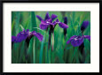Wild Iris on Knight Island, Alaska, USA