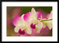 Orchids, Selby Gardens, Sarasota, Florida, USA