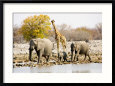 African Elephants and Giraffe at Watering Hole, Namibia