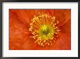 Icelandic Poppy Detail, Cannon Beach, Oregon, USA