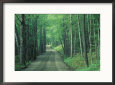 Gravel Road Through Maple Grove, Green Mountains, Vermont, USA