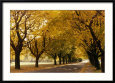 Maple Tree Grove in Park, WI