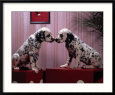 Dalmatian Puppies Posing
