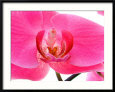 Orchids at Spring Garden Show, FL