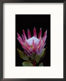 A Tropical Flower