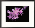 Close View of a Pink Azalea with the Stamen Jutting Out