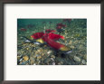 Sockeye Salmon, Also Called Red Salmon