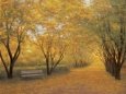 Autumn Gold