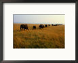 A Line of African Elephants March Through Savanna Grass Animals Elephants