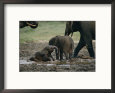 African Forest Elephants Frolick in the Mineral-Rich Mud of a Water Hole