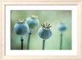 Opium Pods