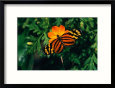 A Yellow and Orange Danalid Butterfly on a Similarly Coloured Flower, Costa Rica
