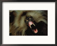 A Male Gelada Baboon Bares His Fangs