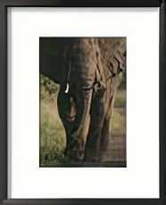 A Portrait of an African Elephant, Loxodonta Africana, Walking Animals Elephants