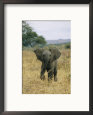 A Juvenile African Elephant Takes a Walk