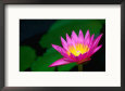 Lily Pond Flower New Orleans, Louisiana, USA