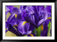 Close View of Irises