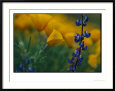 Close View of Mexican Poppies and Other Wildflowers
