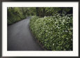 Hedges Along a Road in South Cornwall