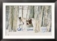 Paint Horse Camouflaged in Snow and a Grove of Aspen Trees