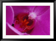 A Close View of the Inside of a Moth Orchid