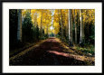 Dirt Road Leading Through a Grove of Aspen Trees