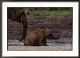 African Forest Elephant Mother and Baby Animals Elephants