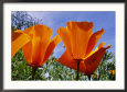 California Poppies