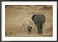 A Juvenile African Elephant and its Parent Walk off into the Savanna