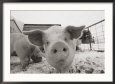 Portrait of a Young Pig