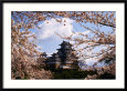 Himeji-Jo Castle and Cherry Blossom, Himeji, Japan