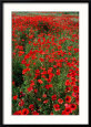 Field of Red Poppies in Chianti Region, Tuscany, Italy