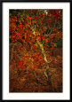 Oak Tree with Fall Foliage Standing Among Fallen Leaves and Ferns Near Lake Waccamaw