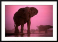 African Elephants Animals Elephants