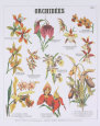 Orchids Teaching Chart