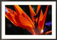 Close-Up Detail of a Bird of Paradise (Strelitzia Reginae) Plant, Honolulu, Oahu, Hawaii, USA