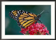 Monarch Butterfly on a Pink Flower at the White River Gardens, Indianapolis, Indiana, USA