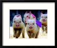 Sue Wee Pig Races