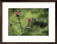 A Female Ruby-Throated Hummingbird Sips Nectar from a Thistle