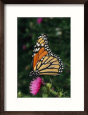 A Monarch Butterfly Sits on a Thistle Flower