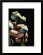 Opium Poppy Plants Flowers Poppy