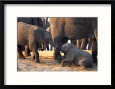 Juvenile African Elephants Touch Trunks Animals Elephants