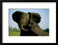 A Young Elephant Wraps its Trunk Around a Friend