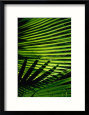 Detail of Palm Fronds, Soufriere, St. Lucia