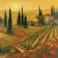 Poppies of Toscano I