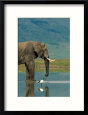 With a Sacred Ibis Beside Him, an African Elephant Drinks from a Pond