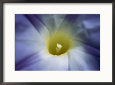 A Close View of a Heavenly Blue Morning Glory Flower