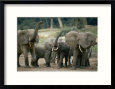A Group of African Forest Elephants in a Clearing Animals Elephants